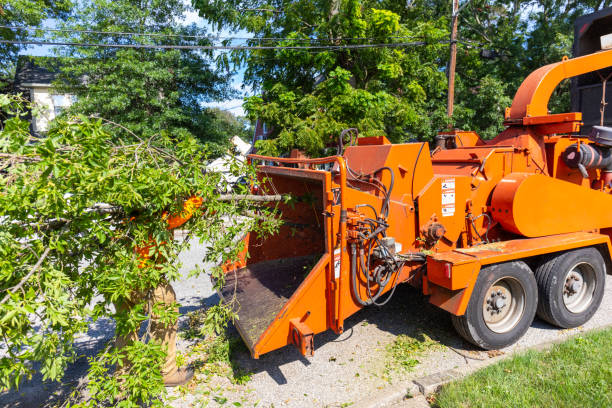 The Steps Involved in Our Tree Care Process in Kilmarnock, VA